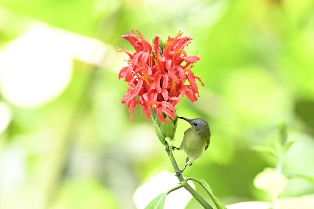 Javan Sunbird - ML627126667