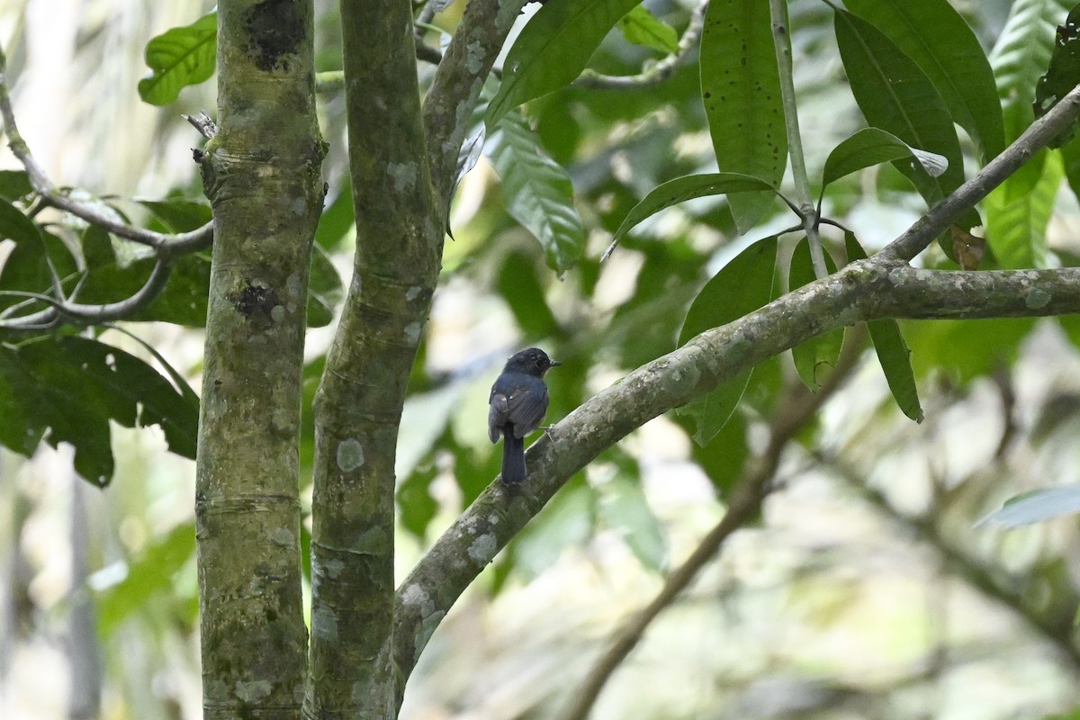 Javan Blue Flycatcher - ML627126717