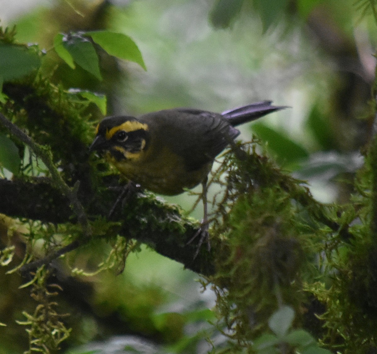 Yellow-striped Brushfinch - ML627126728