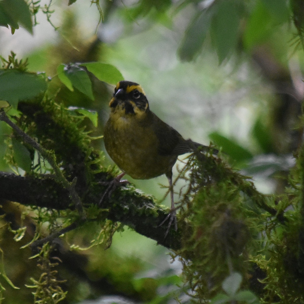 Yellow-striped Brushfinch - ML627126730