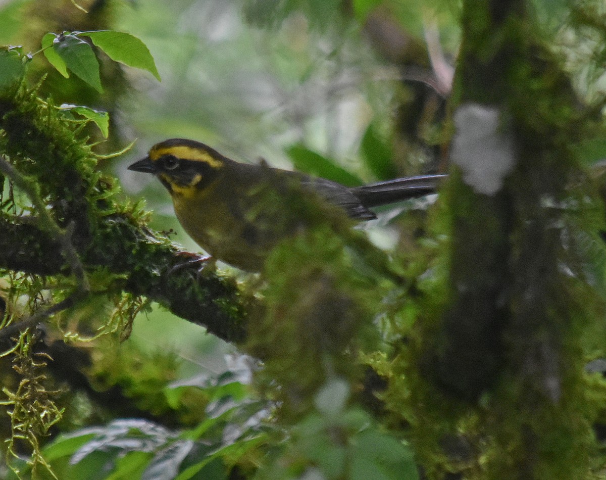 Yellow-striped Brushfinch - ML627126731