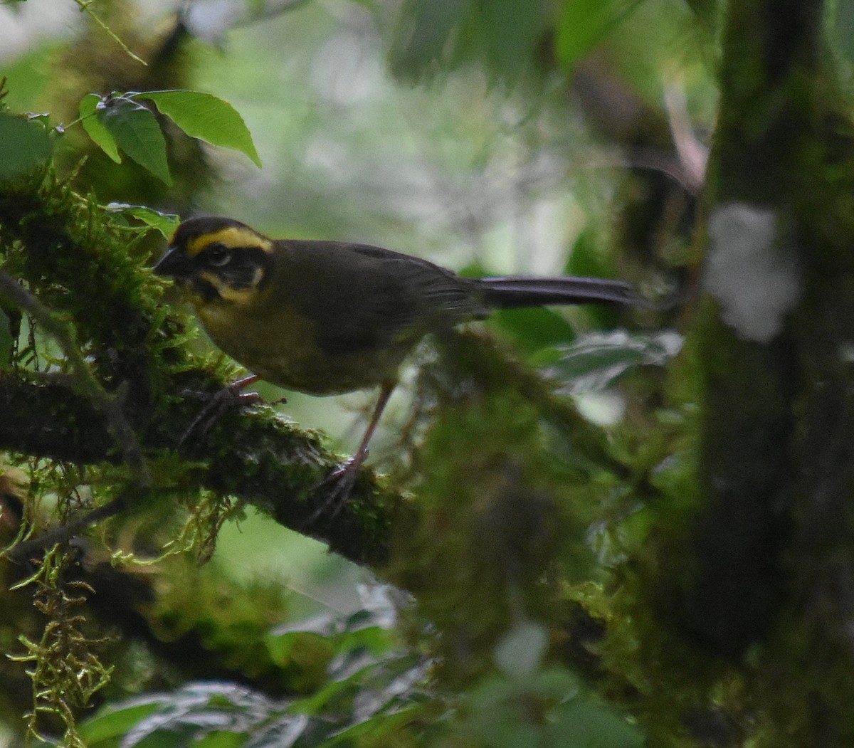 Yellow-striped Brushfinch - ML627126732