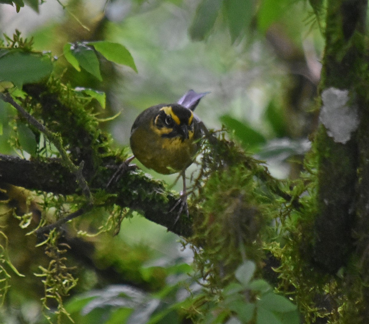 Yellow-striped Brushfinch - ML627126733