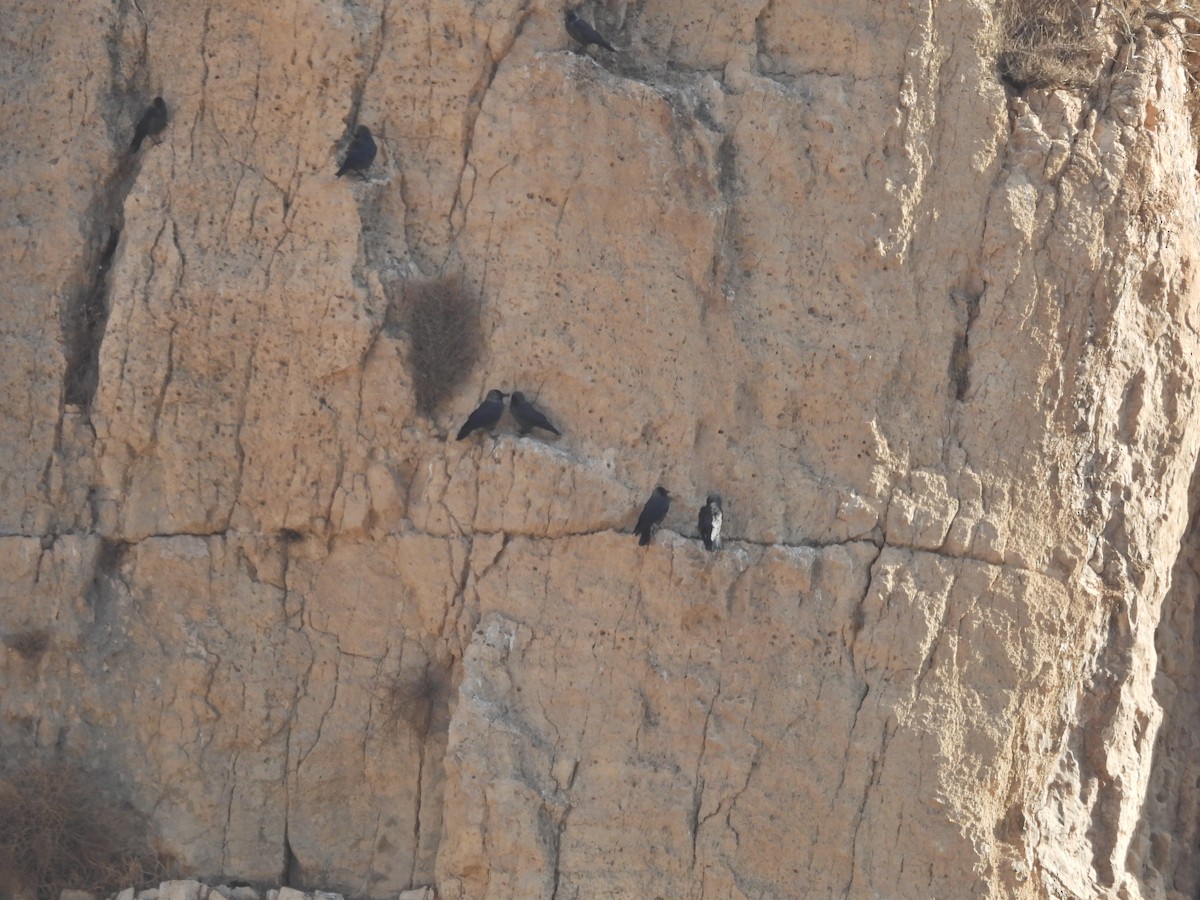 Eurasian Jackdaw - ML627126737