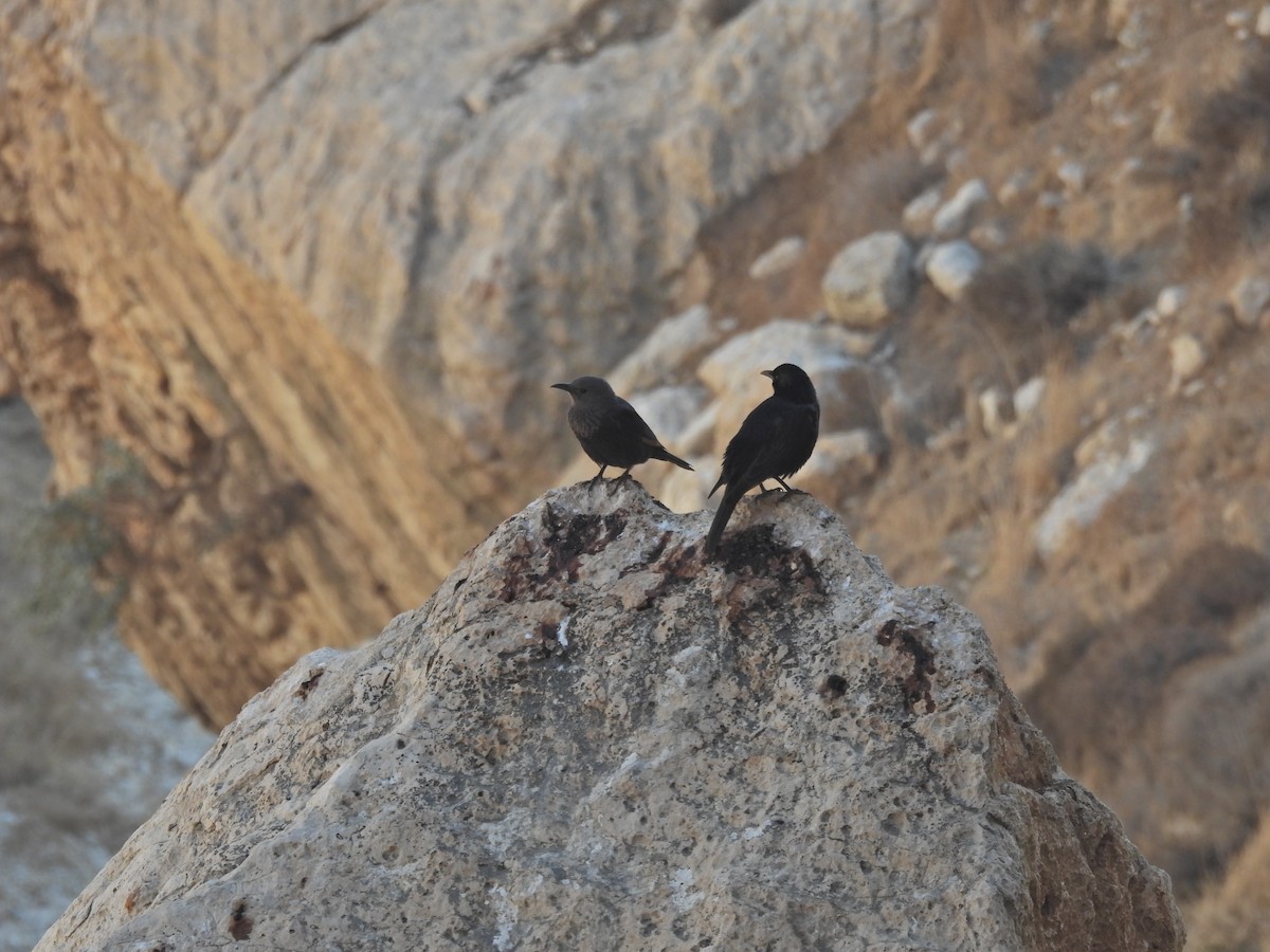 Tristram's Starling - ML627126807