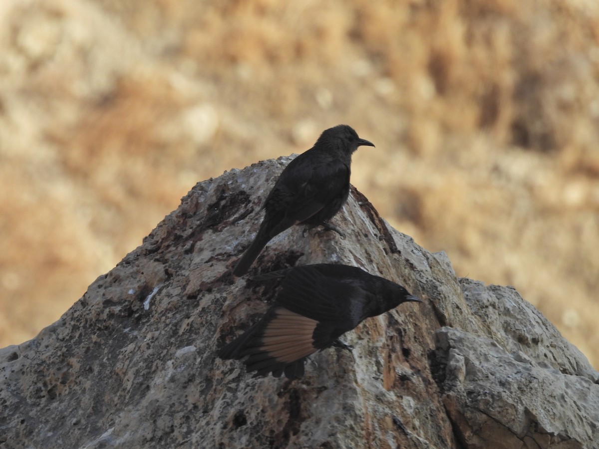 Tristram's Starling - ML627126808