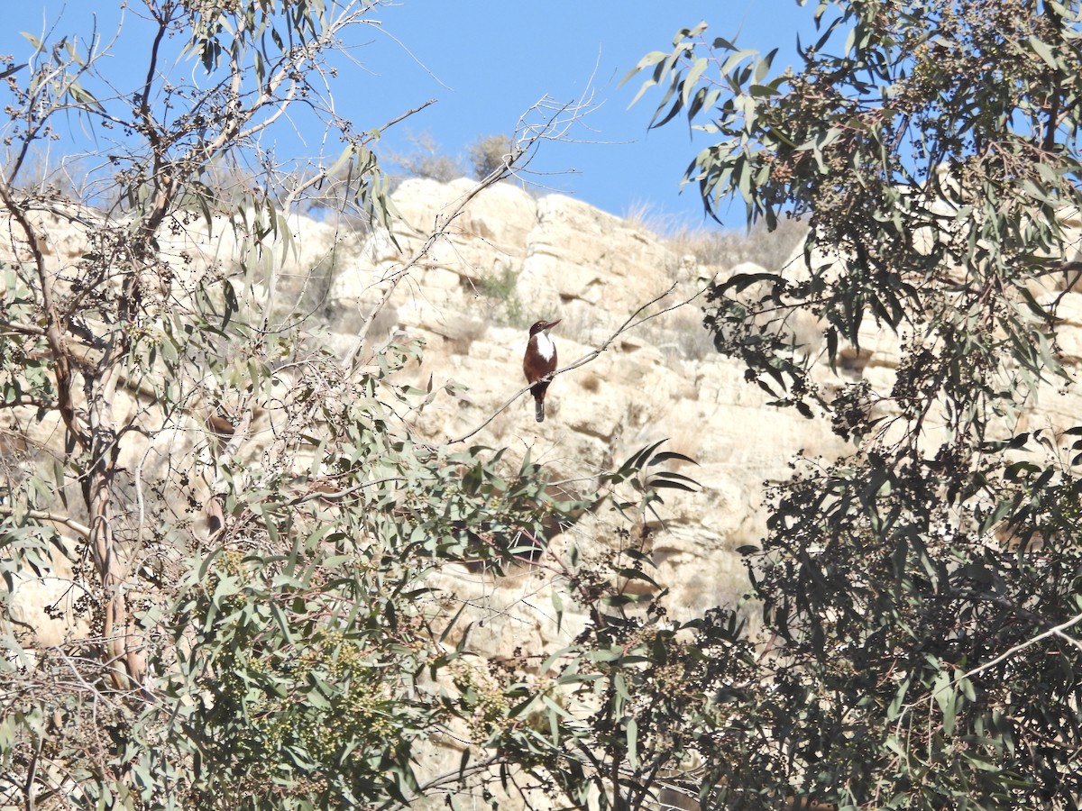 White-throated Kingfisher - ML627126828