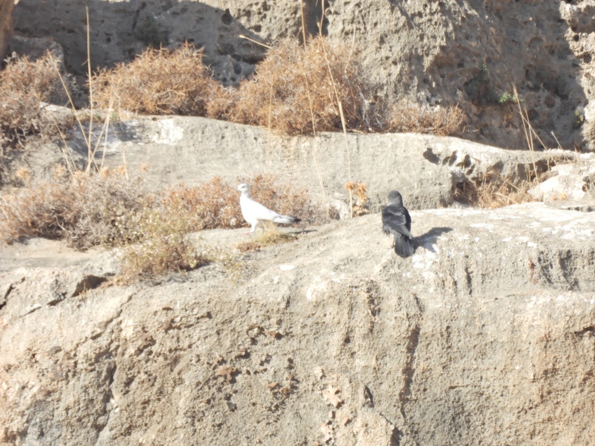 Rock Pigeon (Feral Pigeon) - ML627126831