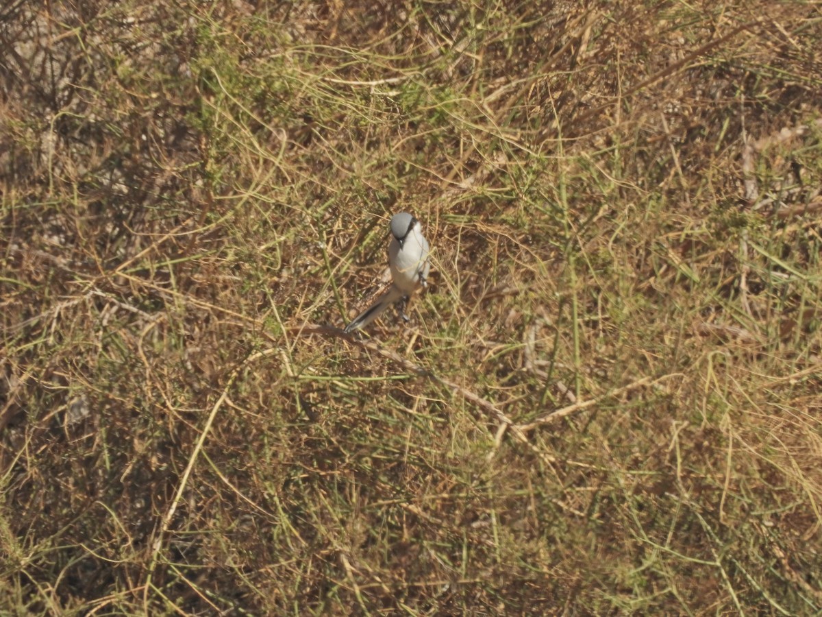 Great Gray Shrike - ML627126851
