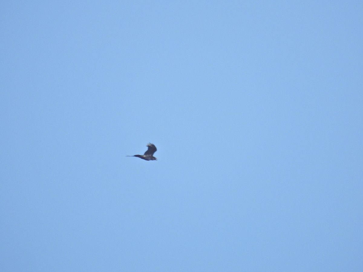 Common Raven - ML627126858