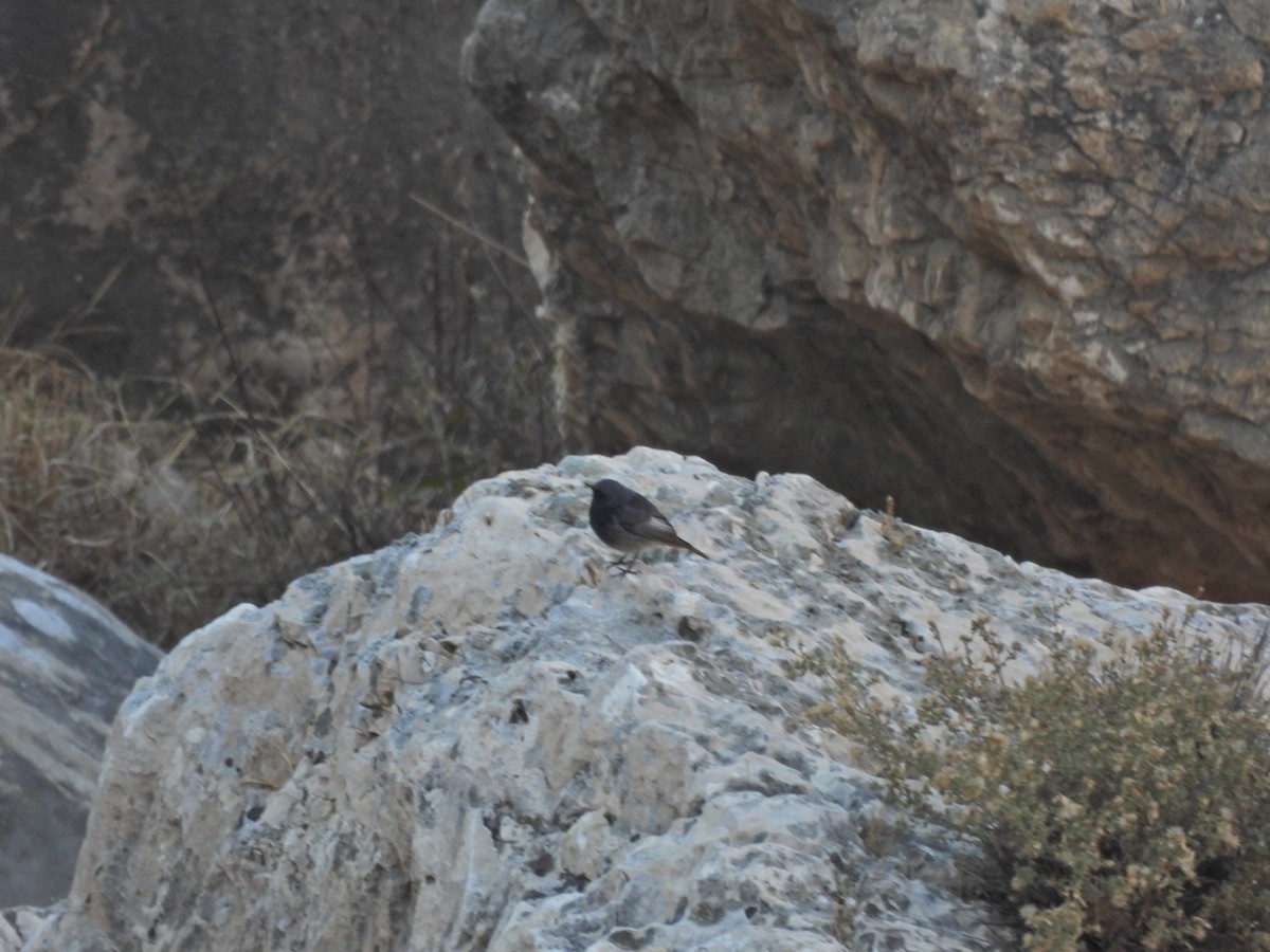 Black Redstart (Western) - ML627126886