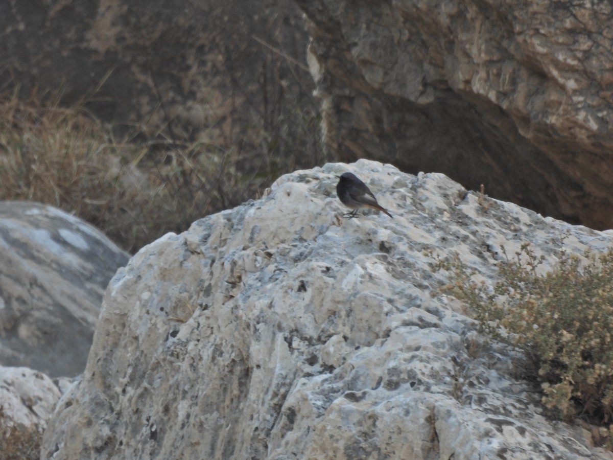 Black Redstart (Western) - ML627126887
