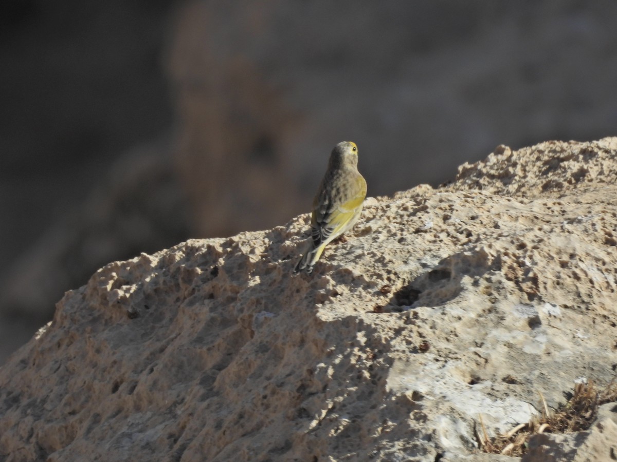Syrian Serin - ML627126905