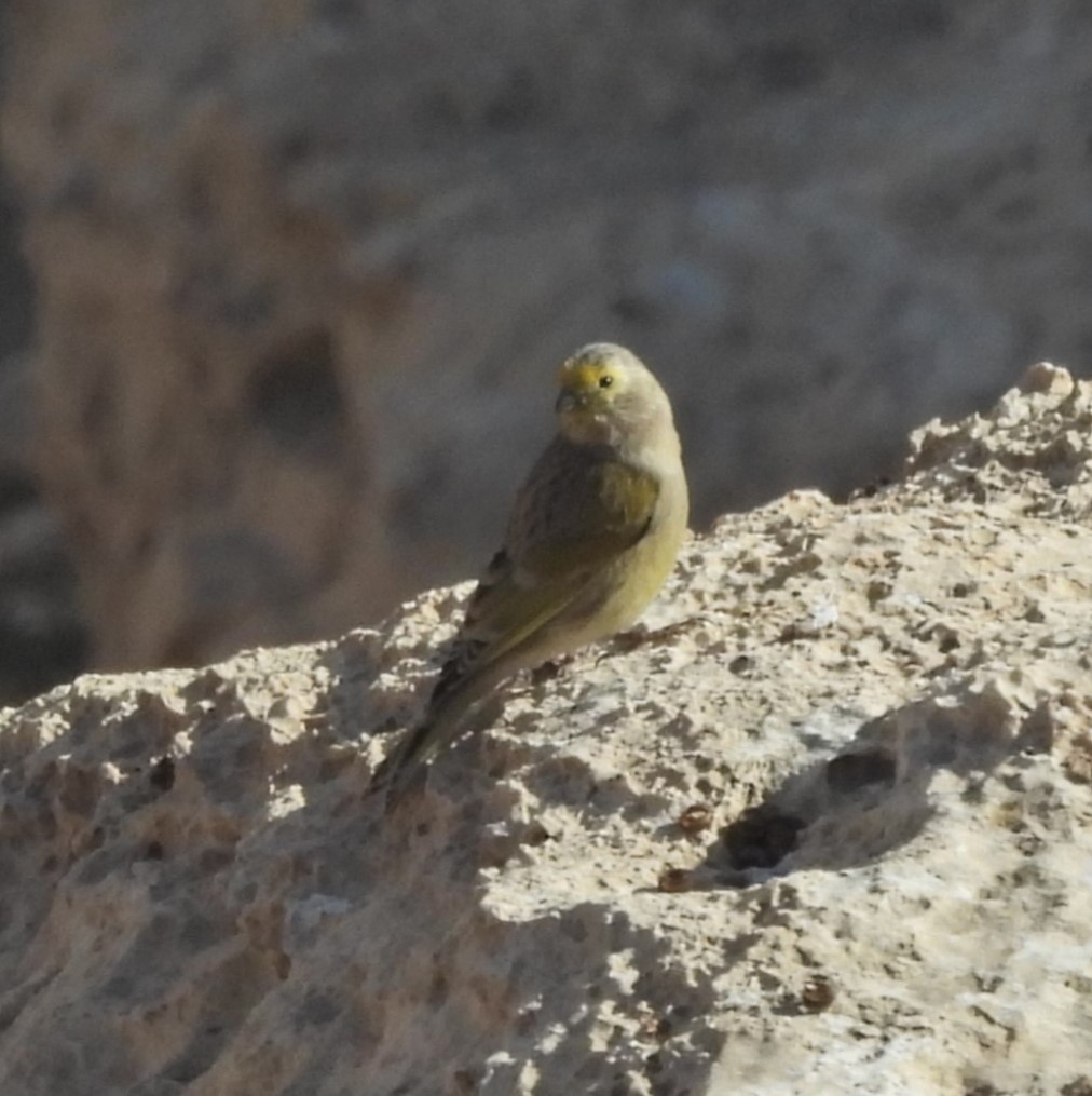 Syrian Serin - ML627126985