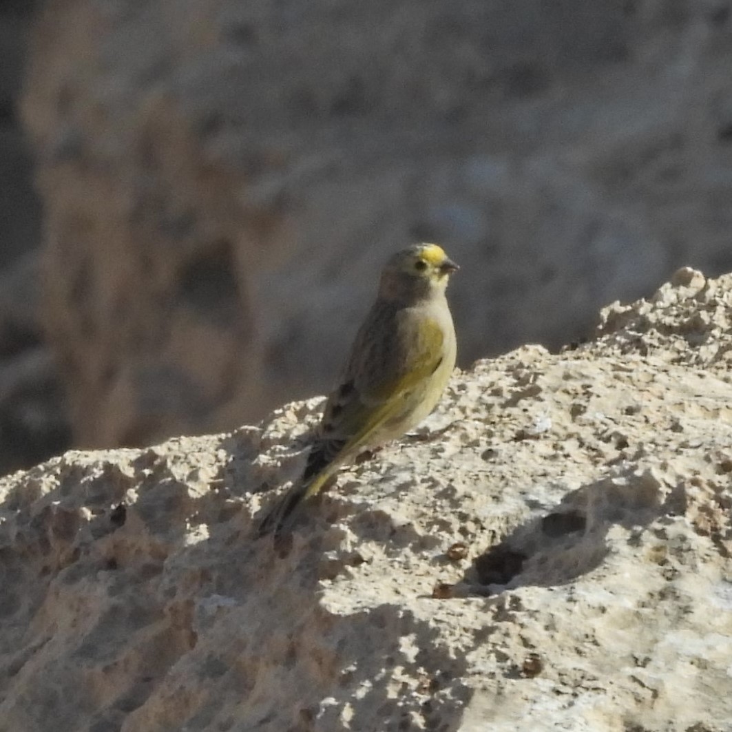 Syrian Serin - ML627126986