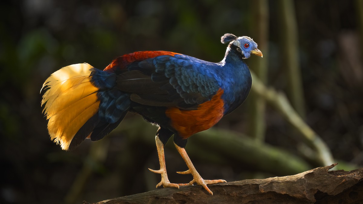 Bornean Crested Fireback - ML627127056