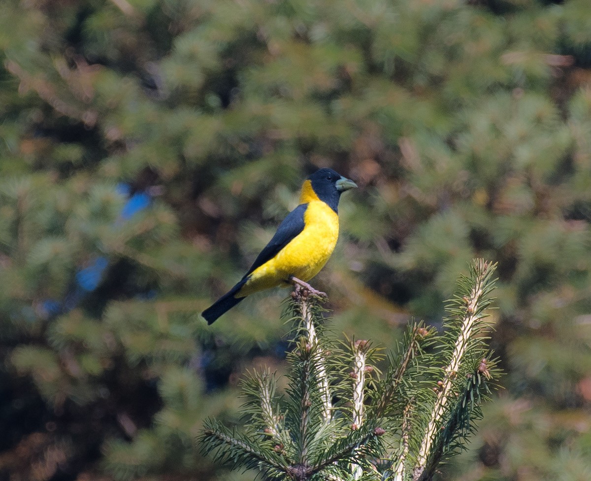 Black-and-yellow Grosbeak - ML627127159