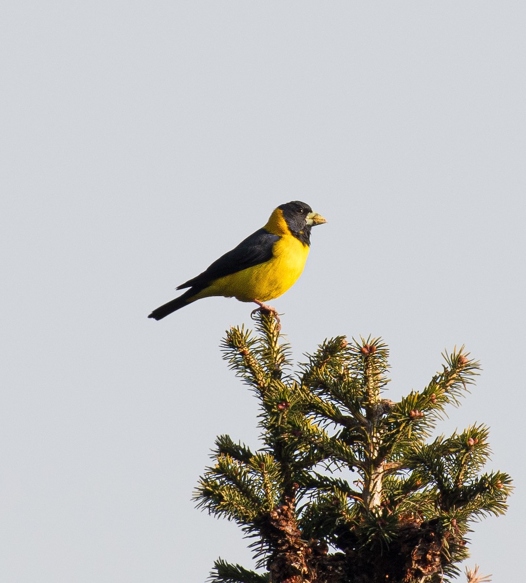 Black-and-yellow Grosbeak - ML627127160