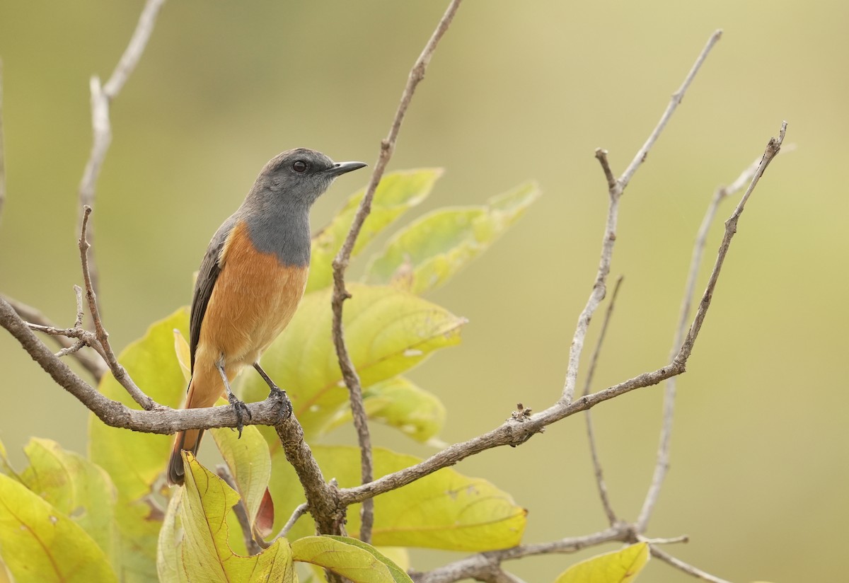 Little Rock-Thrush - ML627127272