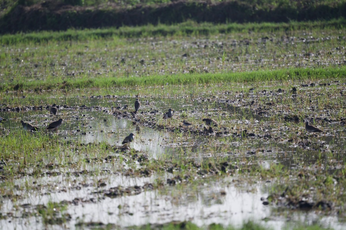 Gray-headed Lapwing - ML627127493
