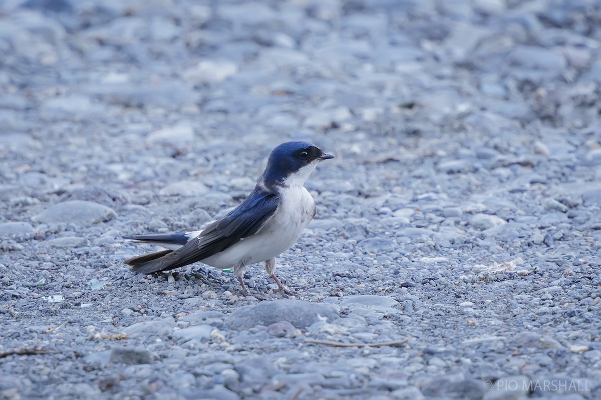 Chilean Swallow - ML627127500