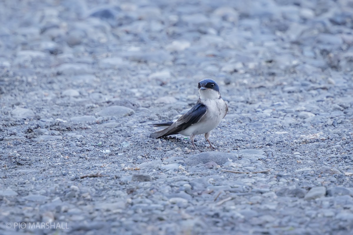 Chilean Swallow - ML627127501