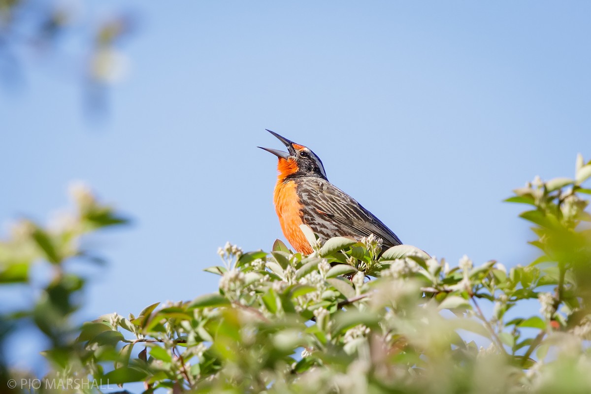 Long-tailed Meadowlark - ML627127507