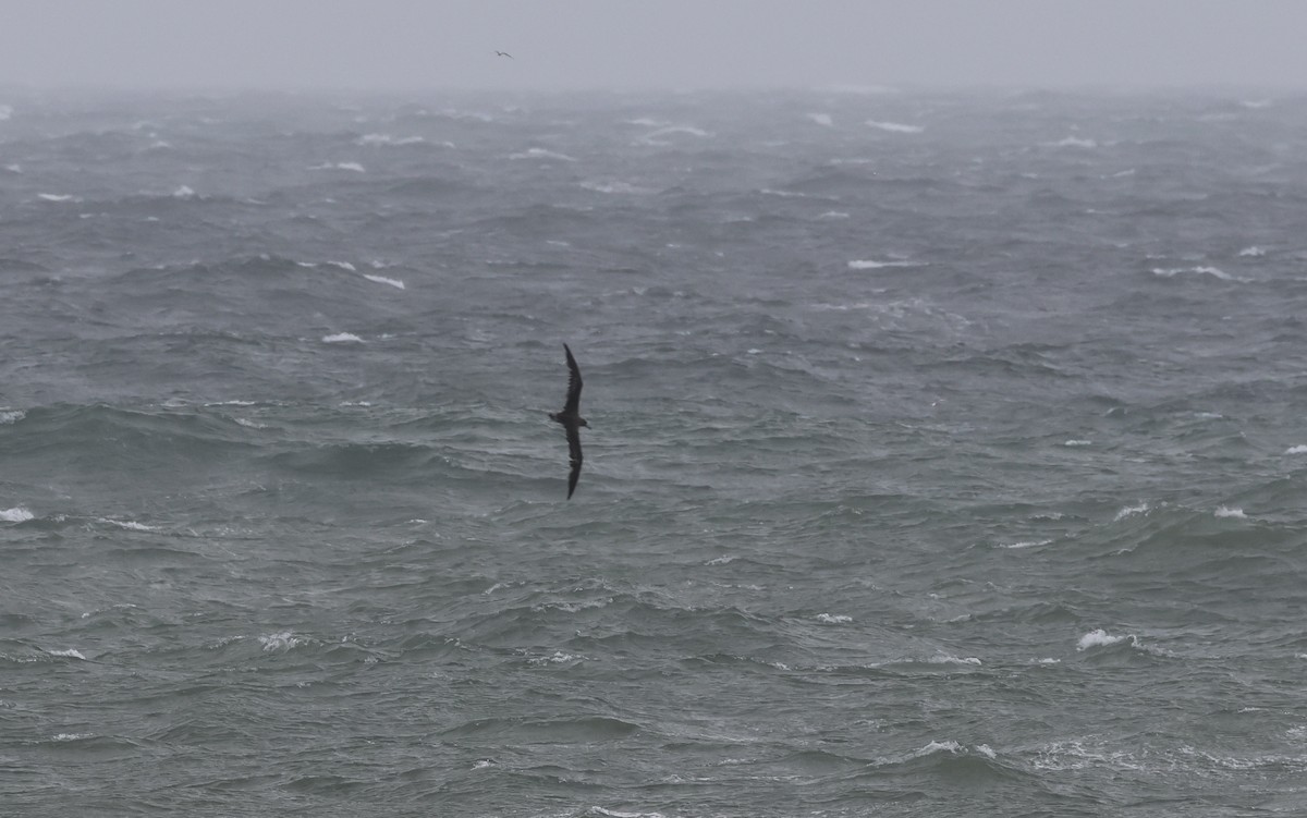 Cory's/Scopoli's Shearwater - ML627127530