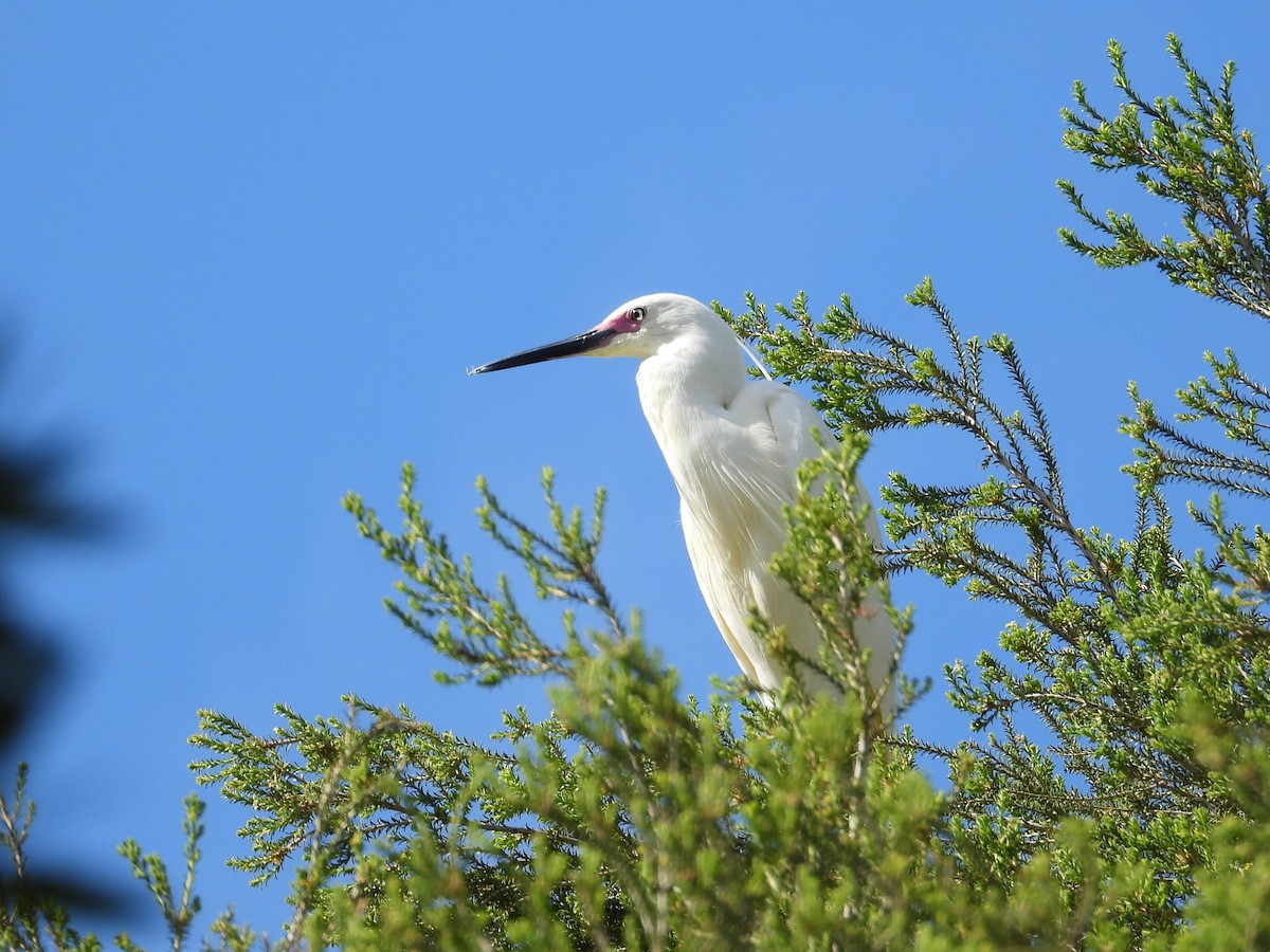 Little Egret - ML627127546