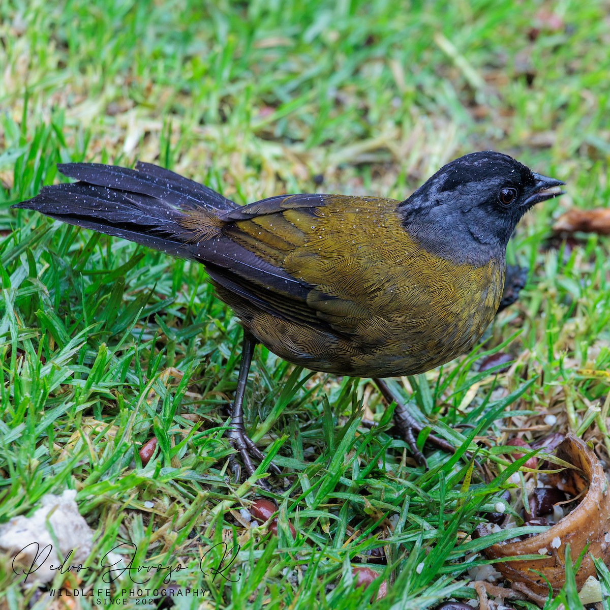 Large-footed Finch - ML627127553