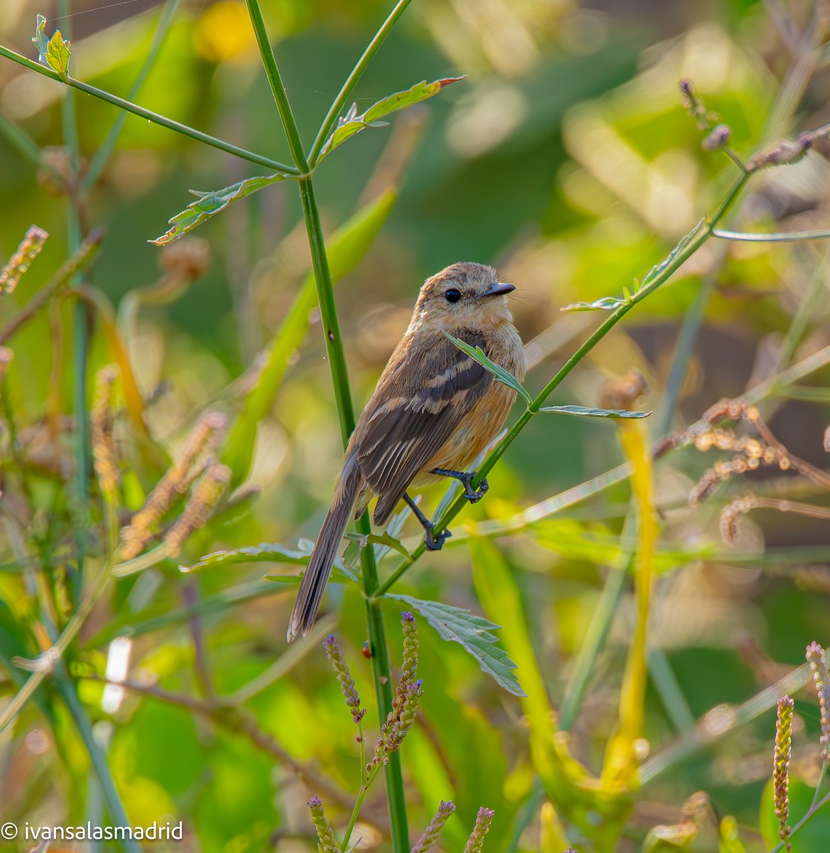 Rufescent Flycatcher - ML627127595