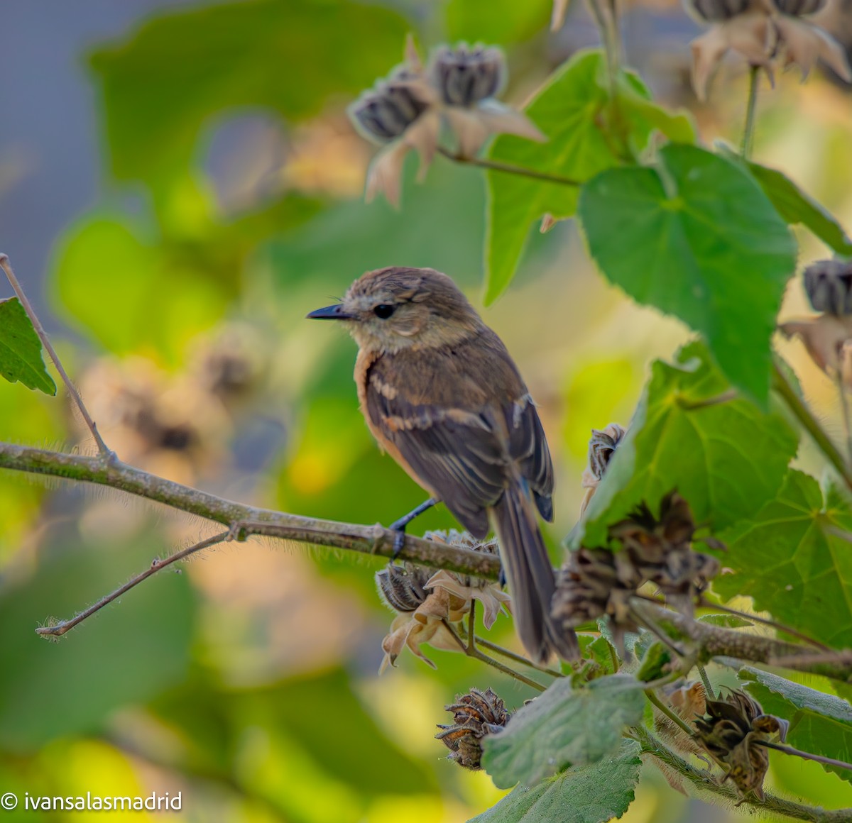 Rufescent Flycatcher - ML627127596