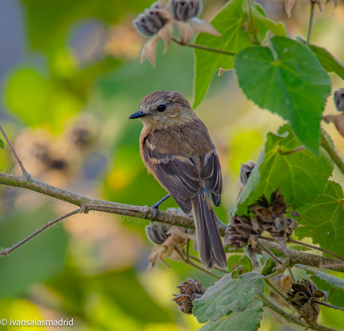 Rufescent Flycatcher - ML627127597