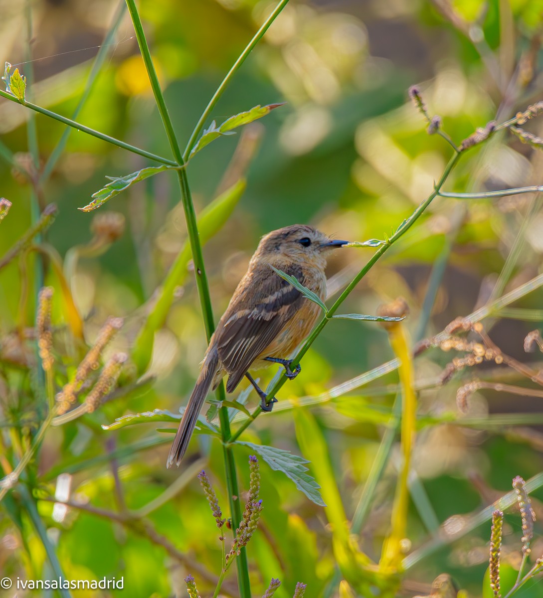 Rufescent Flycatcher - ML627127601