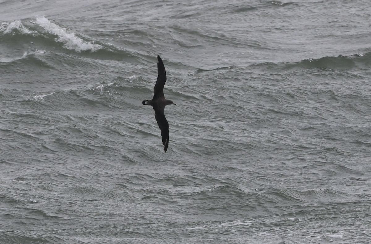 Cory's/Scopoli's Shearwater - ML627127721