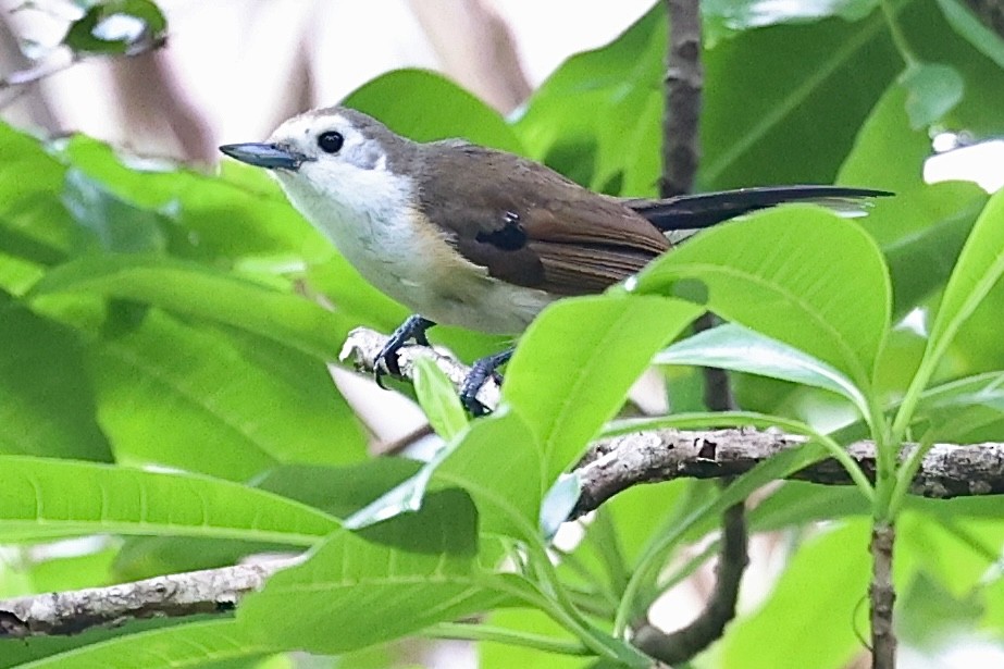 Banda Sea Monarch - ML627128019
