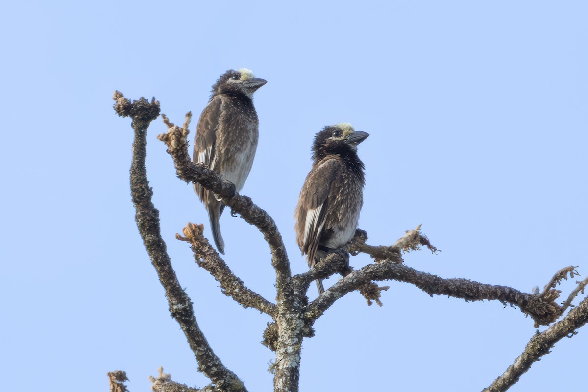 Whyte's Barbet - ML627128036