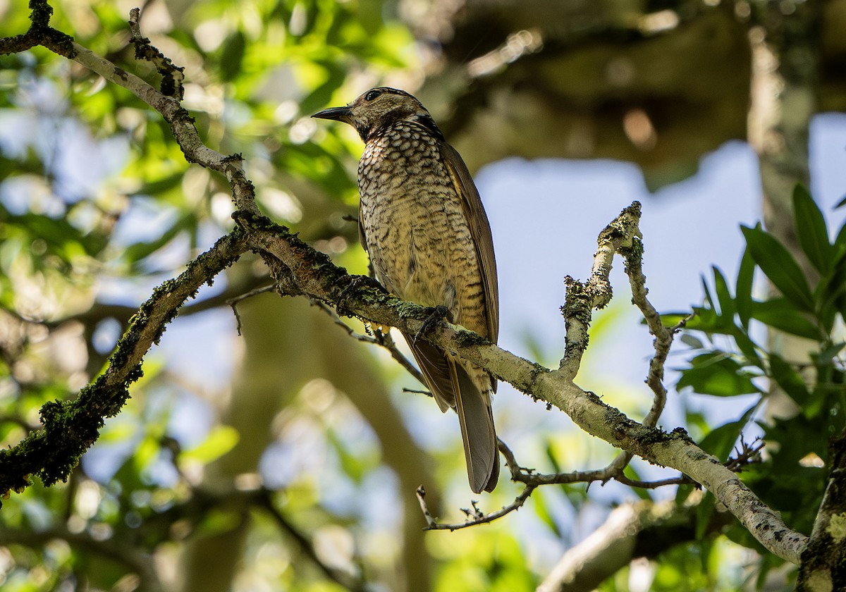 Regent Bowerbird - ML627128089