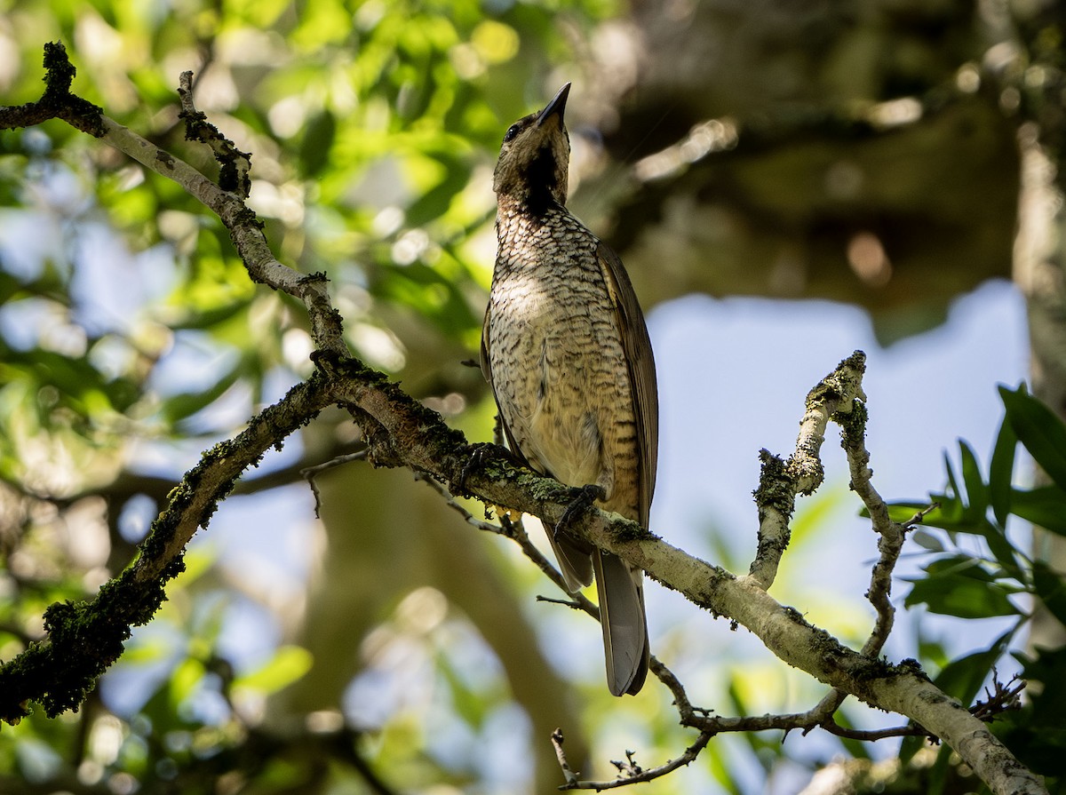 Regent Bowerbird - ML627128090