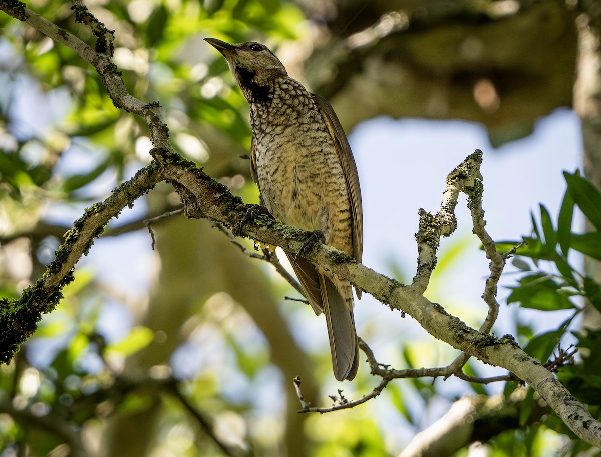 Regent Bowerbird - ML627128091