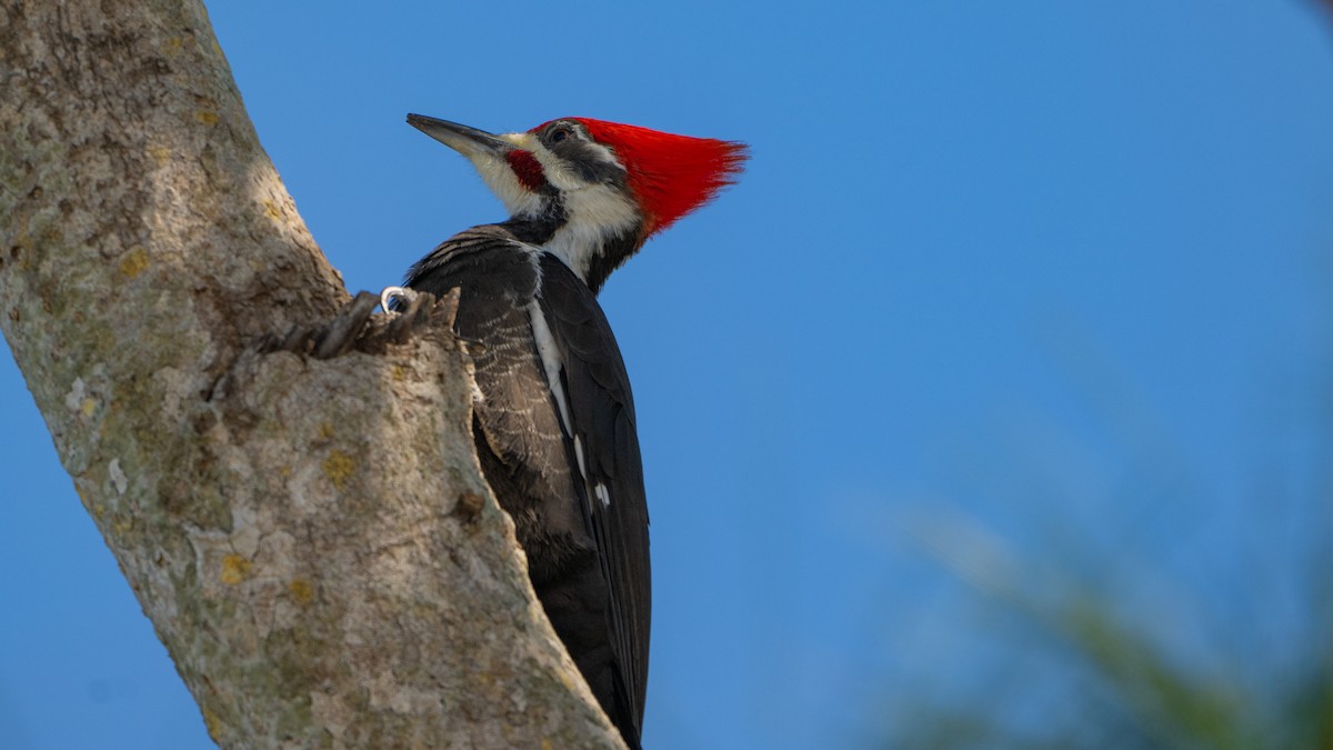 Pileated Woodpecker - ML627128168