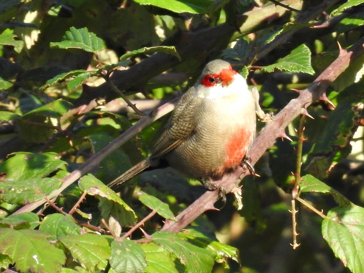 Common Waxbill - ML627128173