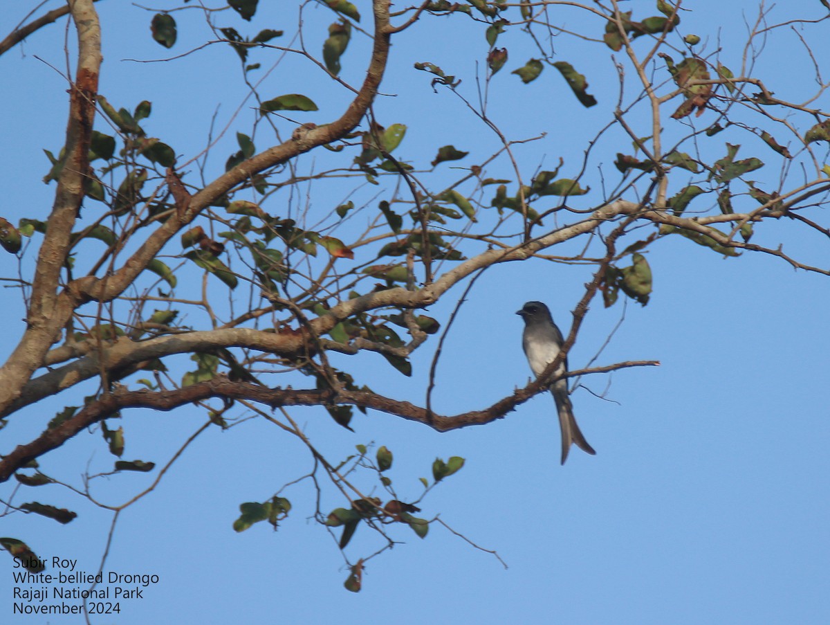 White-bellied Drongo - ML627128351