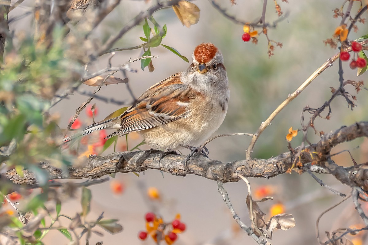American Tree Sparrow - ML627128474