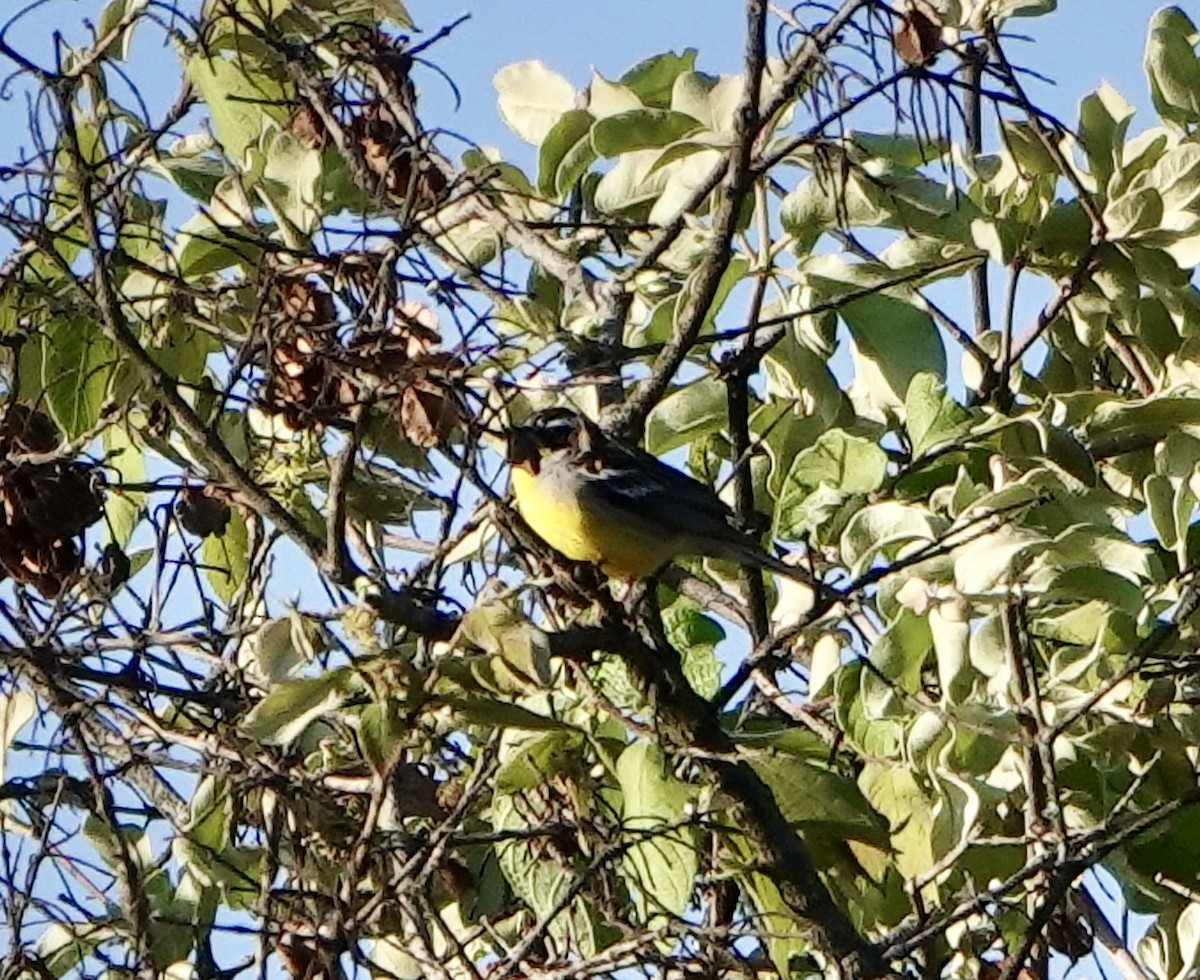 Cabanis's Bunting - ML627128608