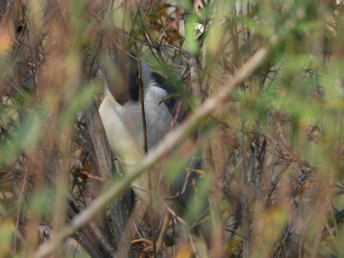 Black-crowned Night Heron - ML627128652