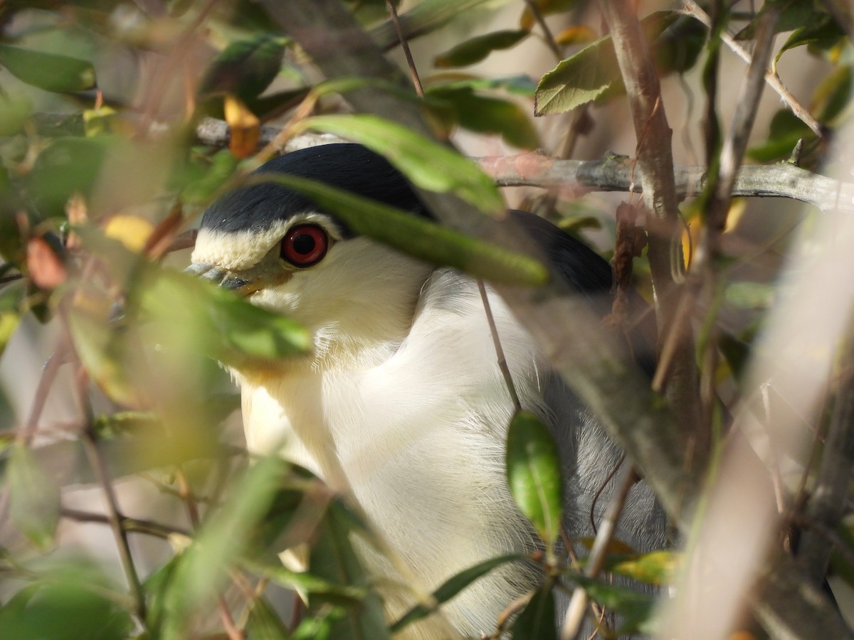 Black-crowned Night Heron - ML627128653