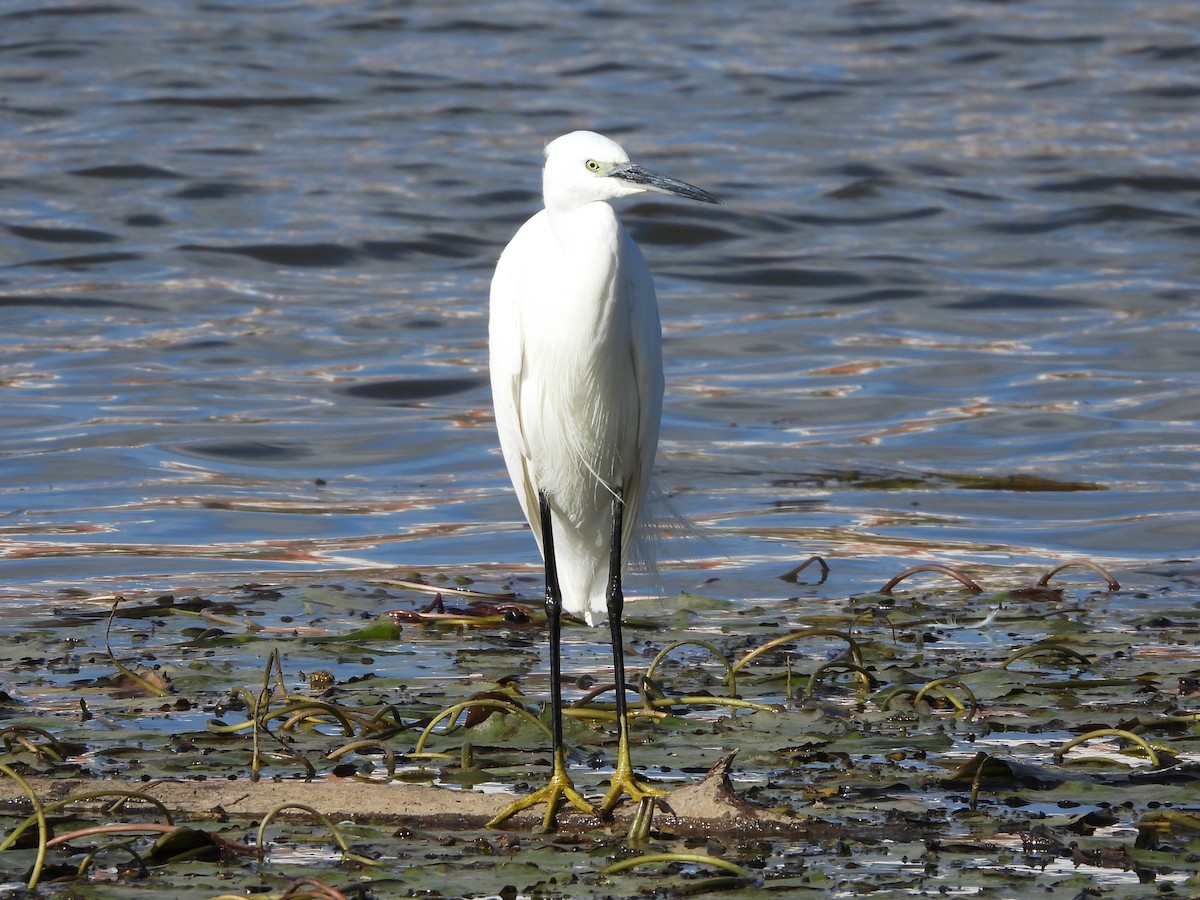 Little Egret - ML627128662