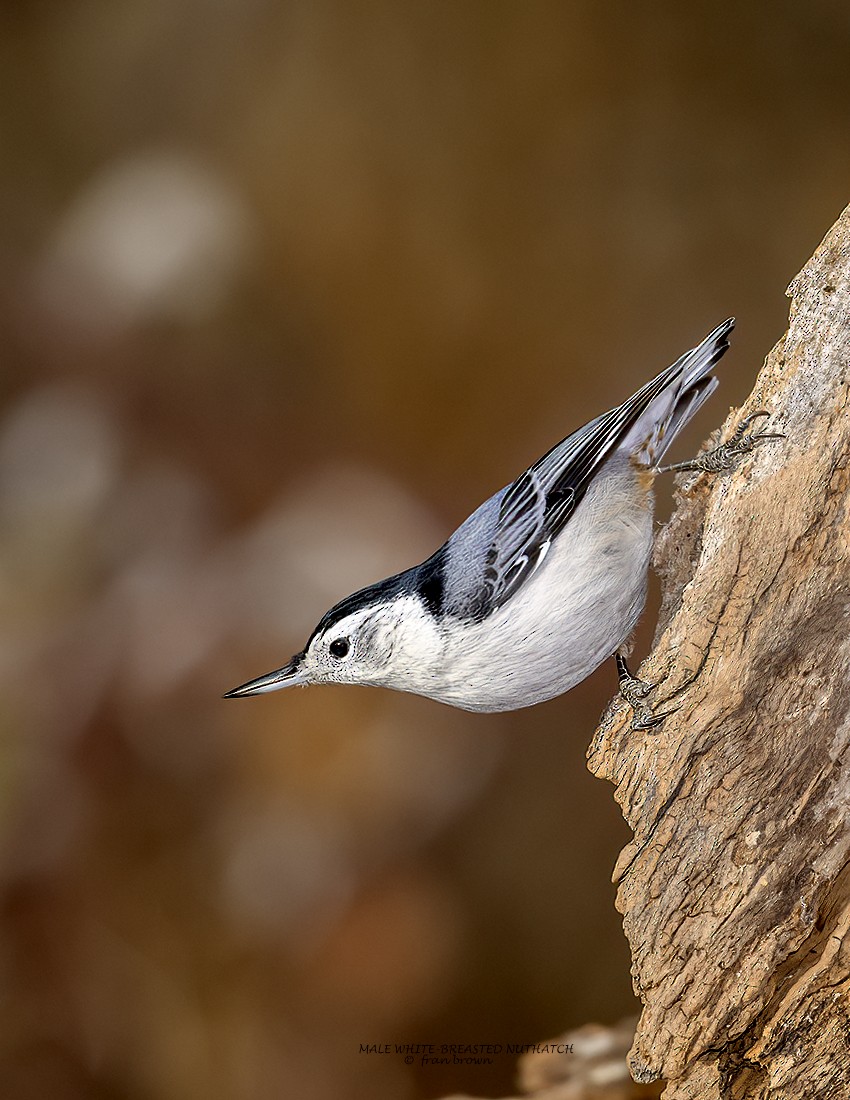 White-breasted Nuthatch - ML627128723