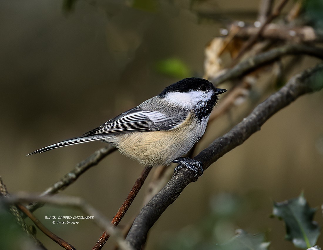 Black-capped Chickadee - ML627128725